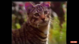 Whiskas Milk Plus  Lactose Reduced  The Best milk for cats  Australian TV Commercial 1993 [upl. by Ahsieni]