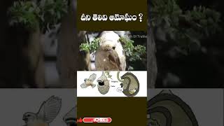 Most Intelligent Bird ll African Weaver Bird ll Telugu Facts [upl. by Zetes]