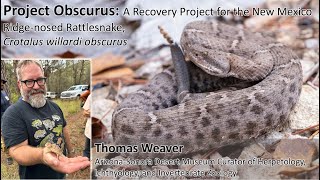 Project Obscurus Recovery of the New Mexico Ridgenosed Rattlesnake Crotalus willardi obscurus [upl. by Lucilla]