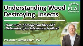 Understanding Wood Destroying Insects [upl. by Wylma554]