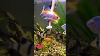 mollyfish aquarium aquariumpets guppy fish petfish aquaticpets fishtank aquariumfish bett [upl. by Sergent]