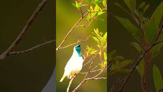 Barethroated bellbird Birds [upl. by Allison]