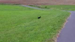 Niedlicher Zwergpinscher Hund best Dog ever springt wie ein Reh und kommt auf Kommando [upl. by Ethelred]