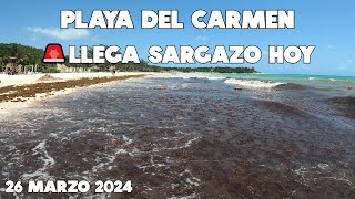 PLAYA DEL CARMEN🔴ACTUALMENTE HOY 26 MARZO 2024  MUCHO SARGAZO PLAYAS DEL CENTRO [upl. by Occer]