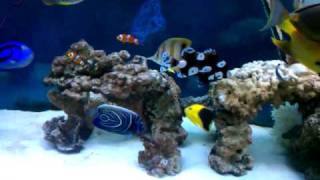 saltwater fish tank  angelfish trigger tangs [upl. by Chem]