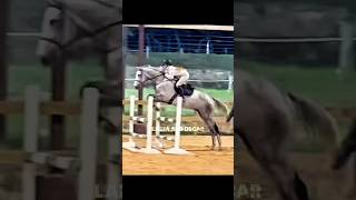 My entry for ​⁠SheReeeq edit comp I hope you like it  showjumping horsefan fypシ゚ horse [upl. by Etteyniv]