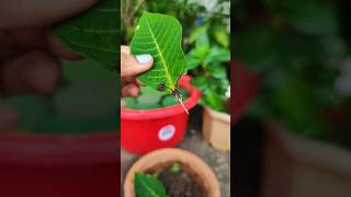 How to propagate Poinsettia plant  Leaf Propagation shorts ytshorts [upl. by Aceber]