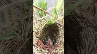 Babies Bird Eat Worm birds birdfeedingstation babybird ebirds birdeating shorts shortbird [upl. by Eenhat]