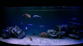 African cichlid Malawi Blue Dolphin Cyrtocara Moorii [upl. by Llebiram]