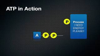 003 What ATP is and How it Works [upl. by Ibbor]