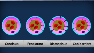 Istologia 04  Epitelio di rivestimento pavimentoso semplice [upl. by Ahseik]