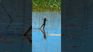 🐸Frog eating frog animals viralshort viralreels [upl. by Fermin]