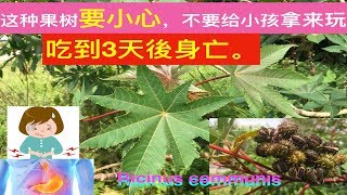 蓖麻的功效与作用Ricinus communis health benefitsmanfaat daun jaraK [upl. by Niarb]