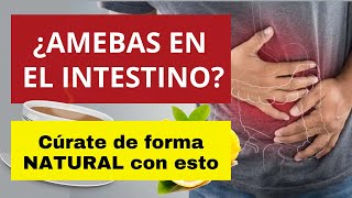 ¿SUFRES DE AMEBAS EN EL INTESTINO ¡CÚRATE DE FORMA NATURAL ameba [upl. by Yennor]