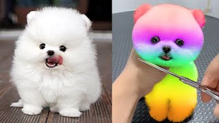 Cute Pomeranian Puppies Doing Funny Things 10  Cute and Funny Dogs [upl. by Aan]