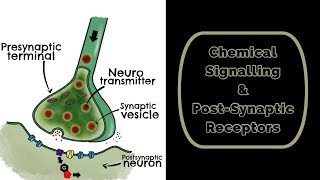 Chemical Signalling amp Post Synaptic Receptors [upl. by Cheryl]