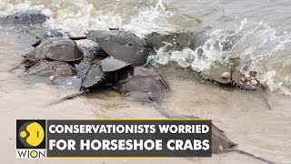 WION Climate Tracker Horseshoe crab blood key to making covid19 vaccine  International News [upl. by Schrick]