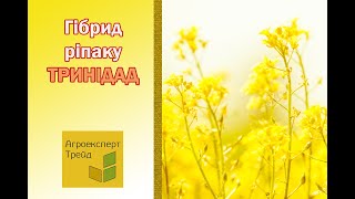 Озимий ріпак Тринідад 🌾 опис гібрида 🌾  насіння в Україні [upl. by Uriel]