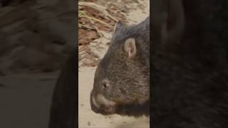 Meet The Wombat Australias Burrowing Marvel [upl. by Thorma]