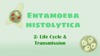 Entamoeba histolytica 2 Transmission Life cycle [upl. by Aneleh677]