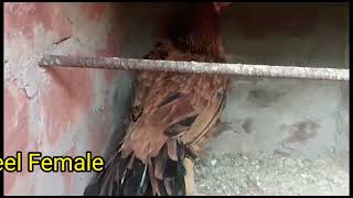 Sale Salmon Faverolle Chicken  parrot beak aseel female  male  jammu Kashmir chicken [upl. by Brie242]