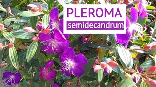 Pleroma Semidecandor flowers plants [upl. by Idden]