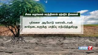 Harmful effects of babul trees  News7 Tamil [upl. by Iphigenia926]