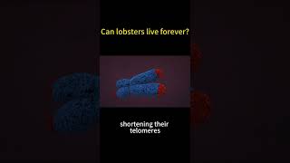 lobsters often evoke peoples imagination of eternal life Telomeres lifespan antiaging [upl. by Helbonnah]