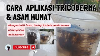 cara aplikasi asam humat dan tricoderma [upl. by Cown835]