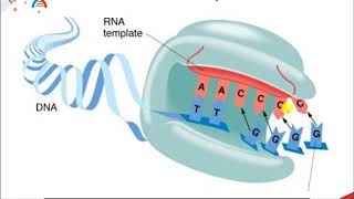 CH450 Chapter 96 Replication of Telomeres [upl. by Blandina]