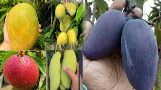 Best mango variety for ports  top mango variety in India gamle me phalne Walla amm [upl. by Tiras877]