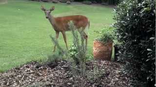 DEER AND DOG Bullmastiff AT PLAY Large 120Lb Mastiff and doe [upl. by Euqirrne]