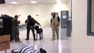 Giant Schnauzer Drilling for Riot Control Prison Work [upl. by Rebmat]