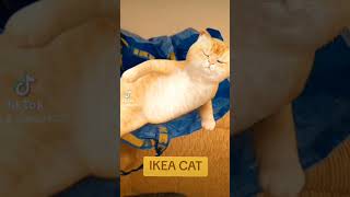 Ikea Cat funnycats [upl. by Dalenna]