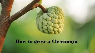 How to Grow Cherimoya from seed [upl. by Hanselka]