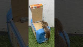 Best Mouse Trap  One of the Worlds Best Mouse Traps shoprts rat mouserat animals [upl. by Strickman]