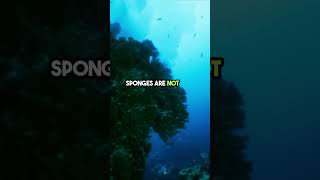 Marine Sponges – the Oldest Living Creatures deepseatreasures sponges sea marine [upl. by Aifoz]