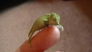 Baby Veiled Chameleon [upl. by Haral]