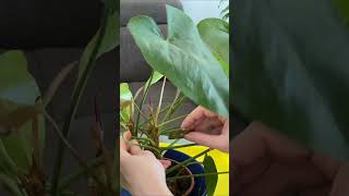 How to Propagate Anthutium By Cuttings  Short [upl. by Aleil]