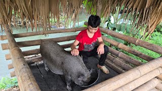 The orphan boy picks fruit the poor orphan boys daily life of raising chickens ducks and pigs [upl. by Nirag883]