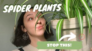 SPIDER PLANT CARE  PROPAGATION  why the tips of your spider plant are turning brown [upl. by Ongineb]