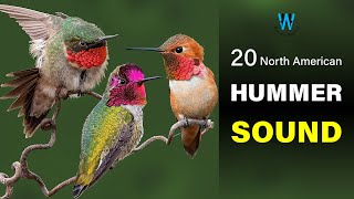 Hummingbird Sound amp Call 20 North American Species [upl. by Lleynad]