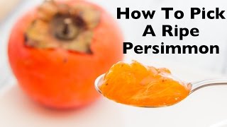 How To Pick A Ripe Persimmon  How To Eat Persimmons Fuyu Hachiya amp American Varieties [upl. by Jankell]