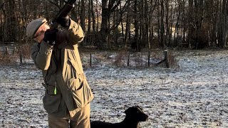 Driven Pheasant Shooting with a Labrador Retriever Peg Dog [upl. by Shanta]