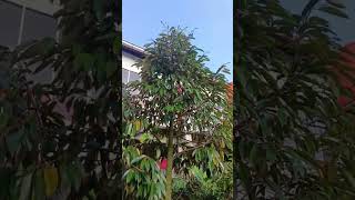 Pohon Duren Bawor mantab shortsvideo tanamanduren [upl. by Lilybelle]