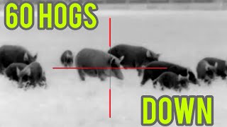 Hog wild  60 Hogs down  Hog hunting using thermal scopes  AR15s and silencers [upl. by Niwle]