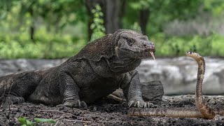 Komodo Dragon Vs King Cobra In A Big Fights [upl. by Ylrevaw836]