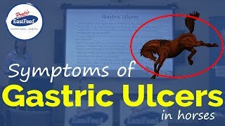 Symptoms of Gastric Ulcers in horses [upl. by Tomchay]