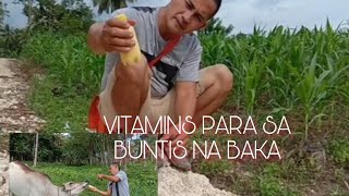 VITAMINS PARA SA BUNTIS NA BAKA [upl. by Abrams605]