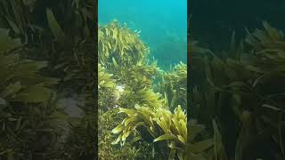 Crystal Clear Water  Free Diving for Crayfish and Paua  Foveaux StraitNew Zealand [upl. by Zildjian272]